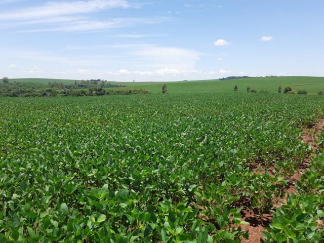 8271 | Fazenda à venda em ZONA RURAL, Ivailandia - Foto 3