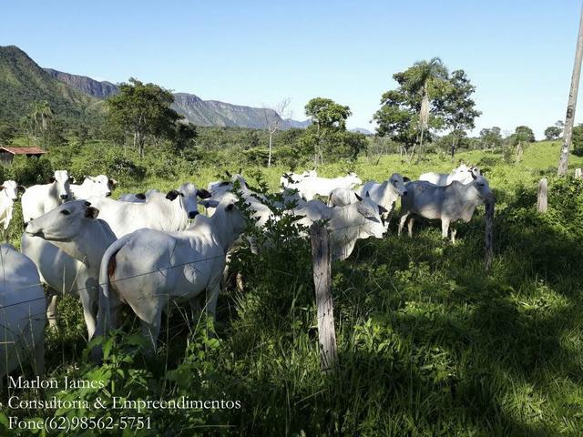 Fazenda em Niquelandia! - Foto 5