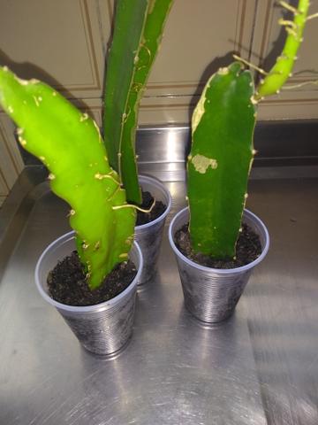 Pitaya - Foto 2