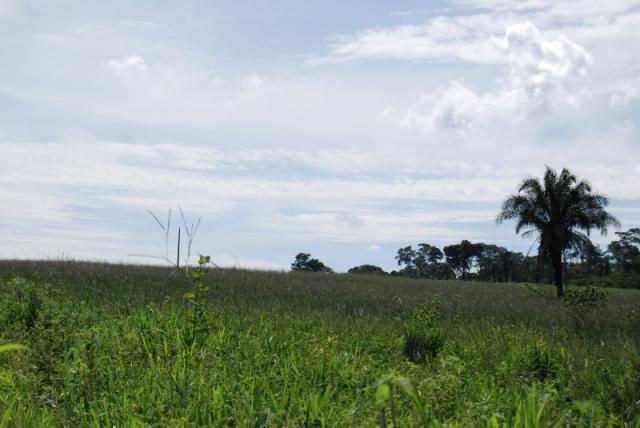 Fazenda com 12 alqueires em Terezópolis-GO - Foto 19