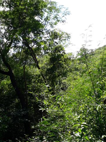 Vendo terreno de 7 alqueiro de terra viagem - Foto 6