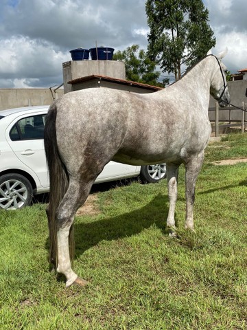 Vendo Égua Tordilha 