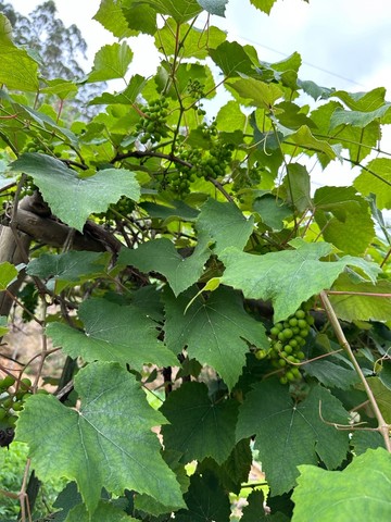 Sítio em Santa Teresa com casa de 4 quartos - 31.000M2. - excelente localização - Foto 3