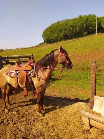 Égua frente aberta, mansa - Cavalos e acessórios - Pachecos, Palhoça  1252773521