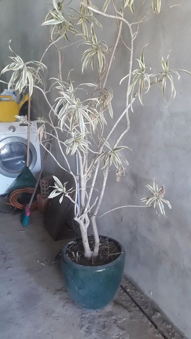 Vaso com planta .LEIA a Descrição: - Foto 2