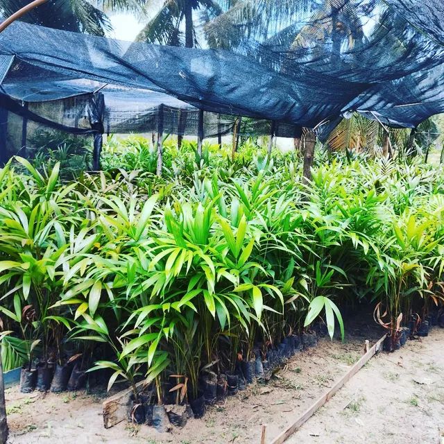 Mudas de açaí BRS Pai D?egua variedade Embrapa Amazônia Oriental - Foto 2