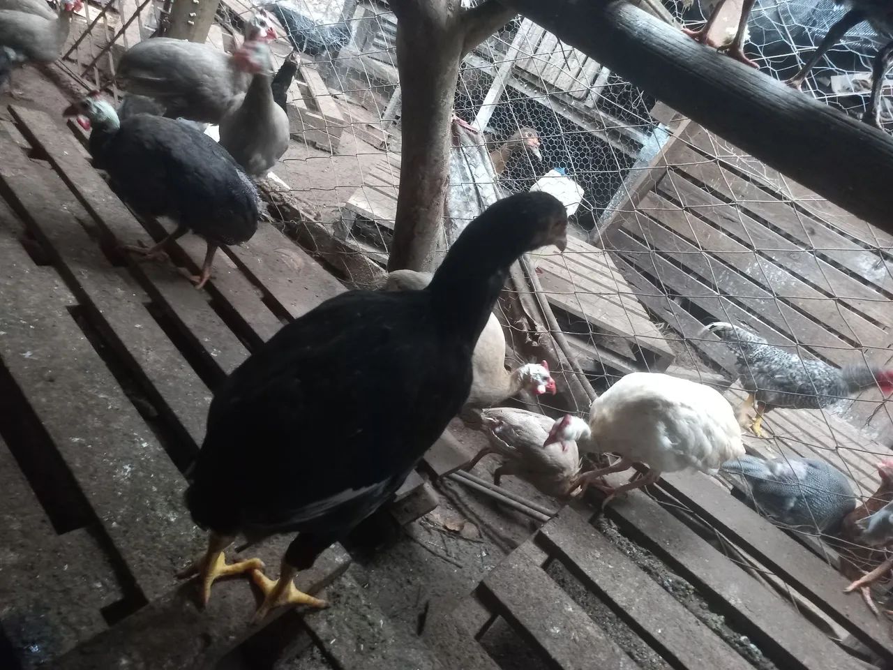 TERNO DE GALINHA 100% SURU - Foto 2