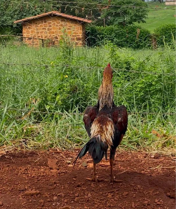 Galo índio barbudo  - Foto 2