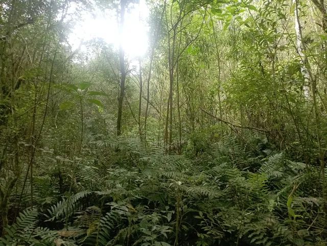 Chácara em agudos do Sul  - Foto 3