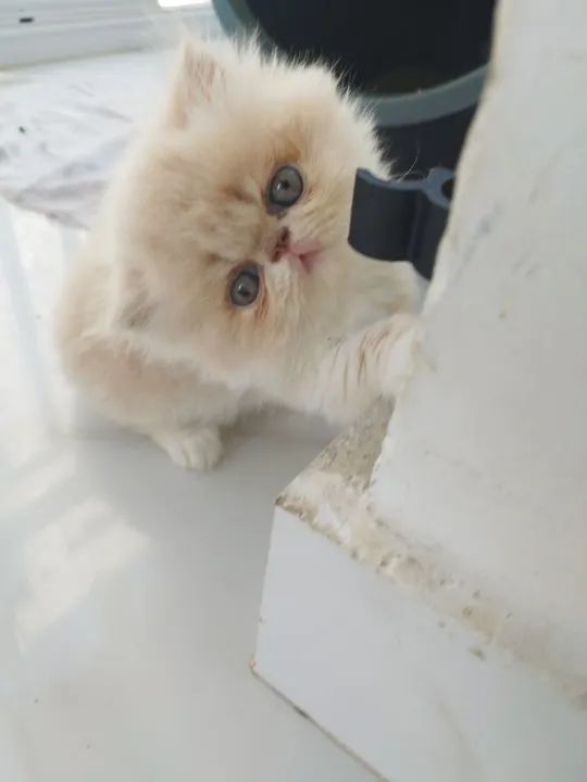 Vendo lindos gatinhos persas - Foto 2