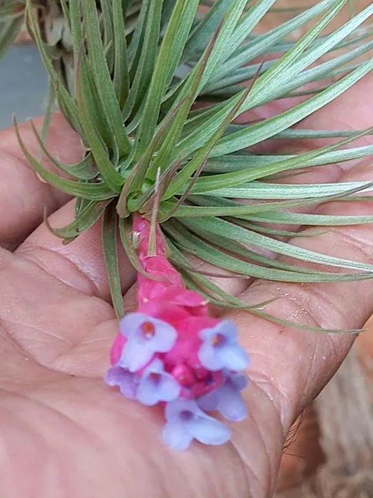 Brómelias Lindas para seu Jardim - Foto 3