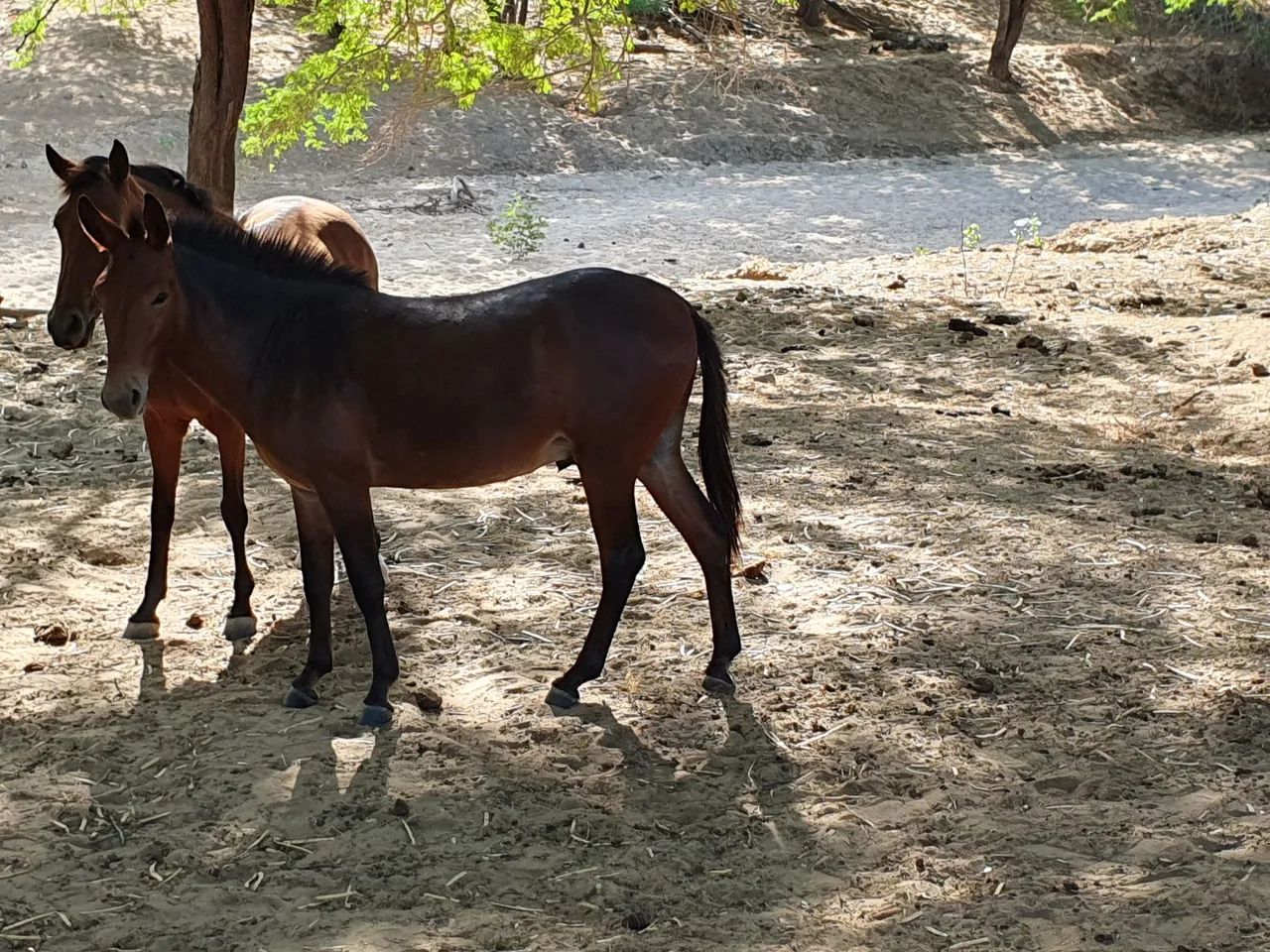 Vendo burro mulo  - Foto 3