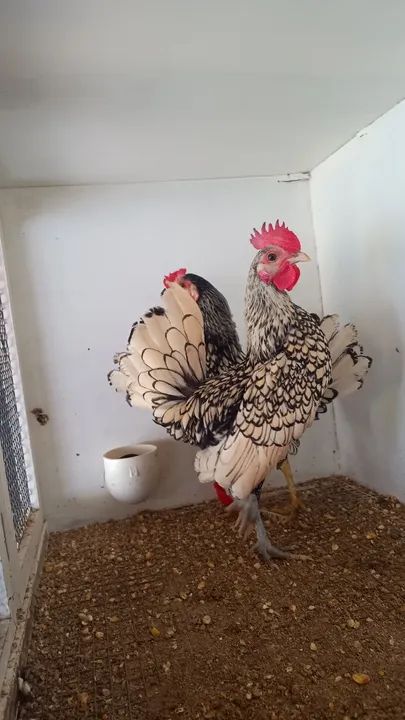 Galinhas Sebright Prata e Dourado