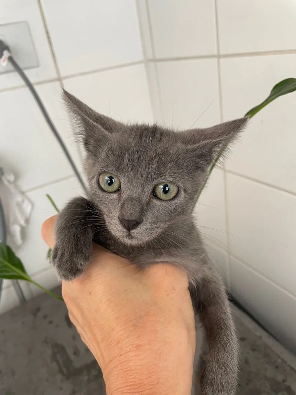 Azul russo/russiam  - Foto 2