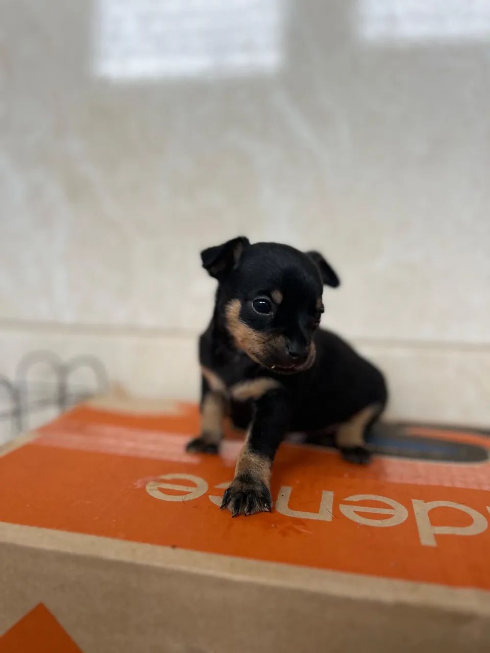 Vende-se filhote de Pinscher n0 - Foto 2