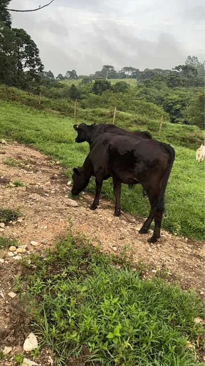 Bezerra Angus/Canchin e Bezerro Angus/holandes - Foto 2