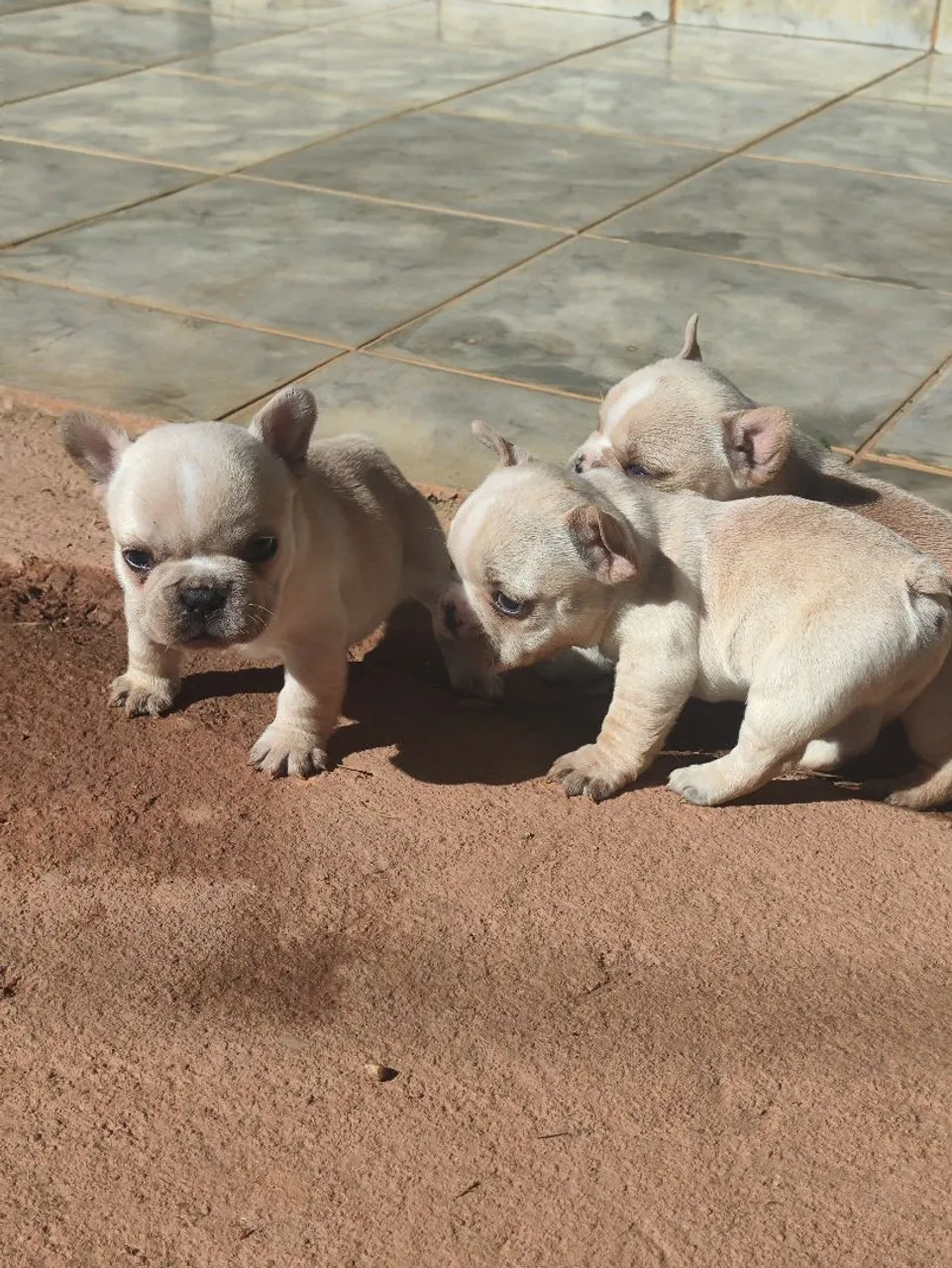 Filhotes de Bulldog Francês