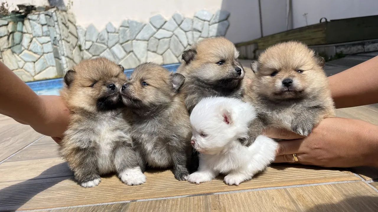 Filhotes Spitz Alemão ( LULU DA POMERANIA)