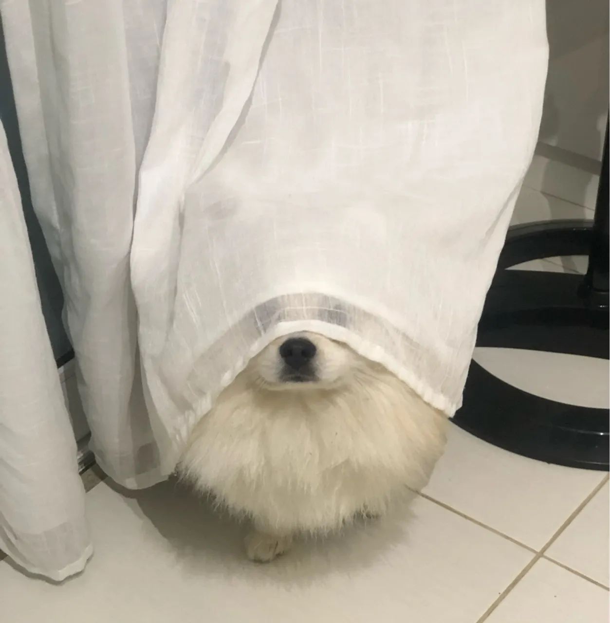 Apenas um doguinho a procura de um amor  - Foto 3