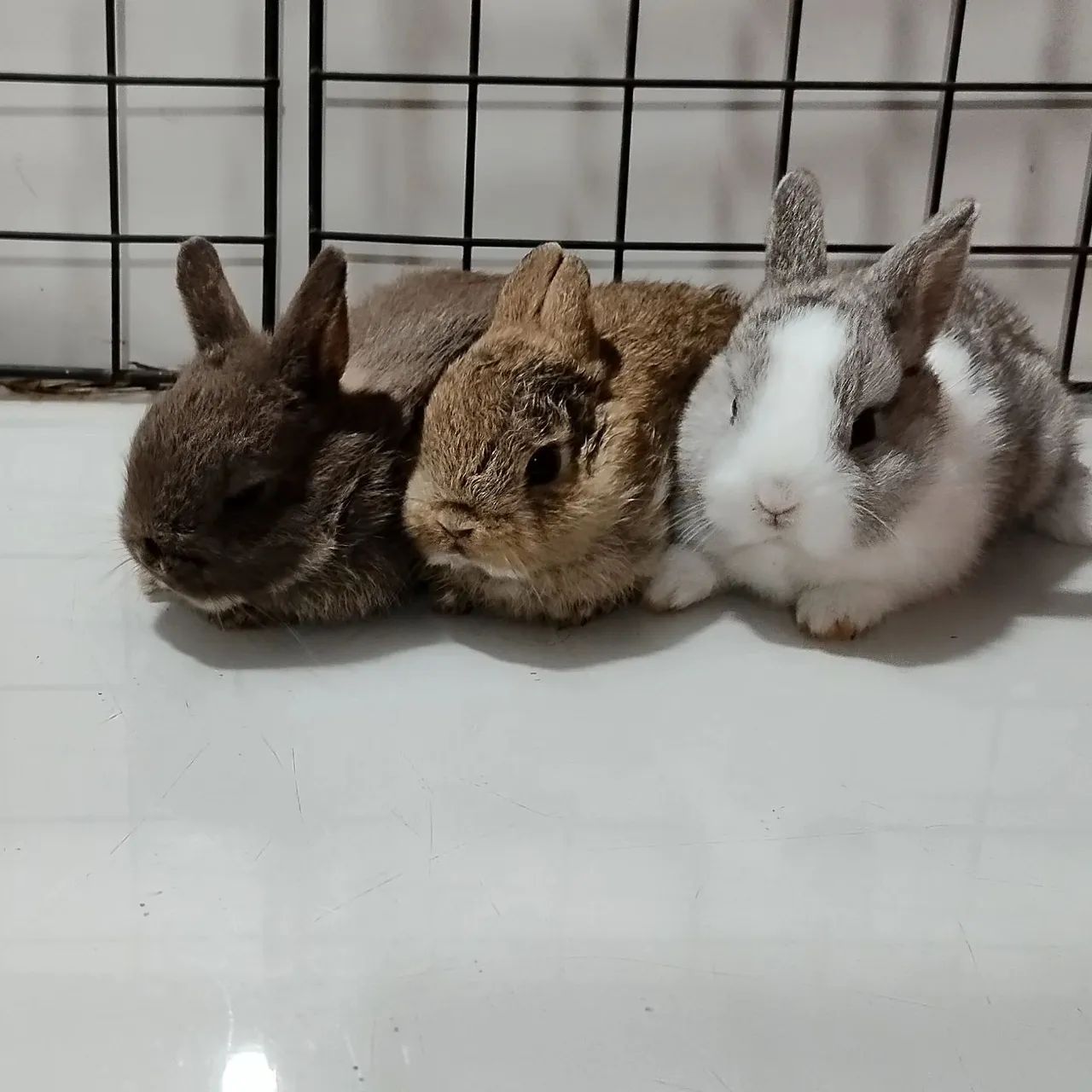 Criatório Roedores e Cia (coelhos anão Netherland disponíveis) - Foto 5