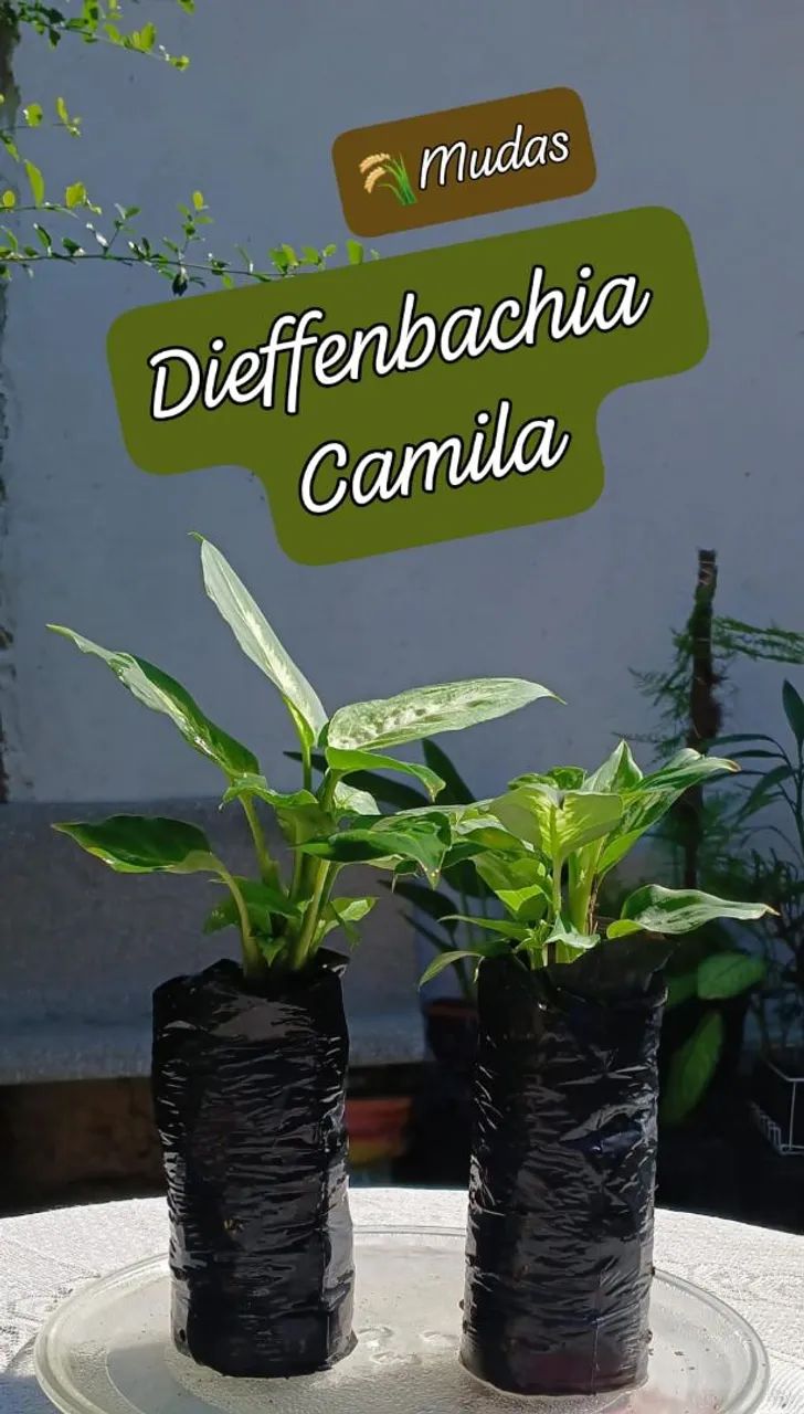 Dieffenbachia Camila - Muda - Foto 4