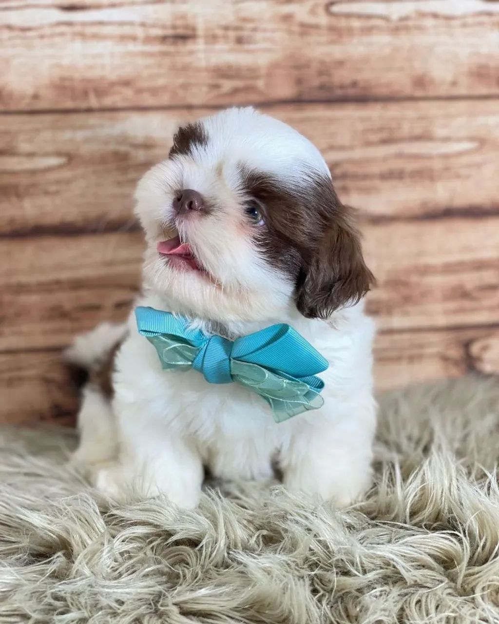 Filhote Shih Tzu macho e fêmea minis - Foto 4