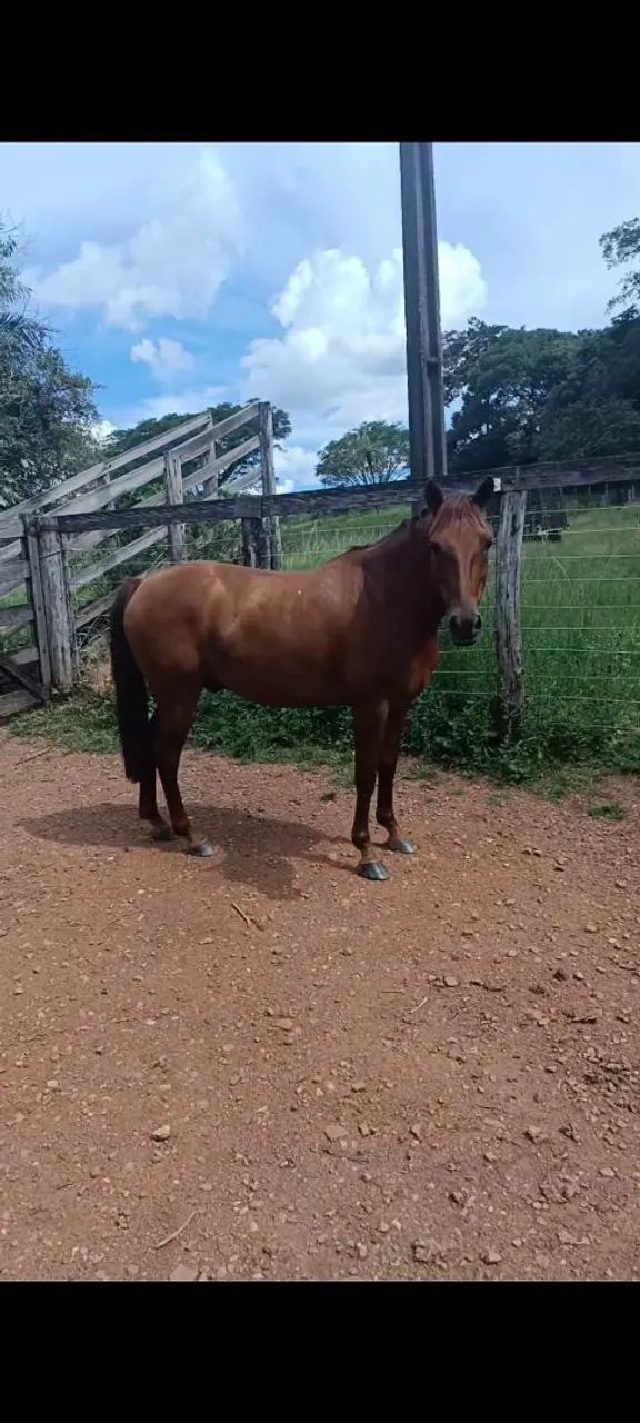Vendo cavalo alazão cavalo muito grosso grande 2.700 - Foto 3