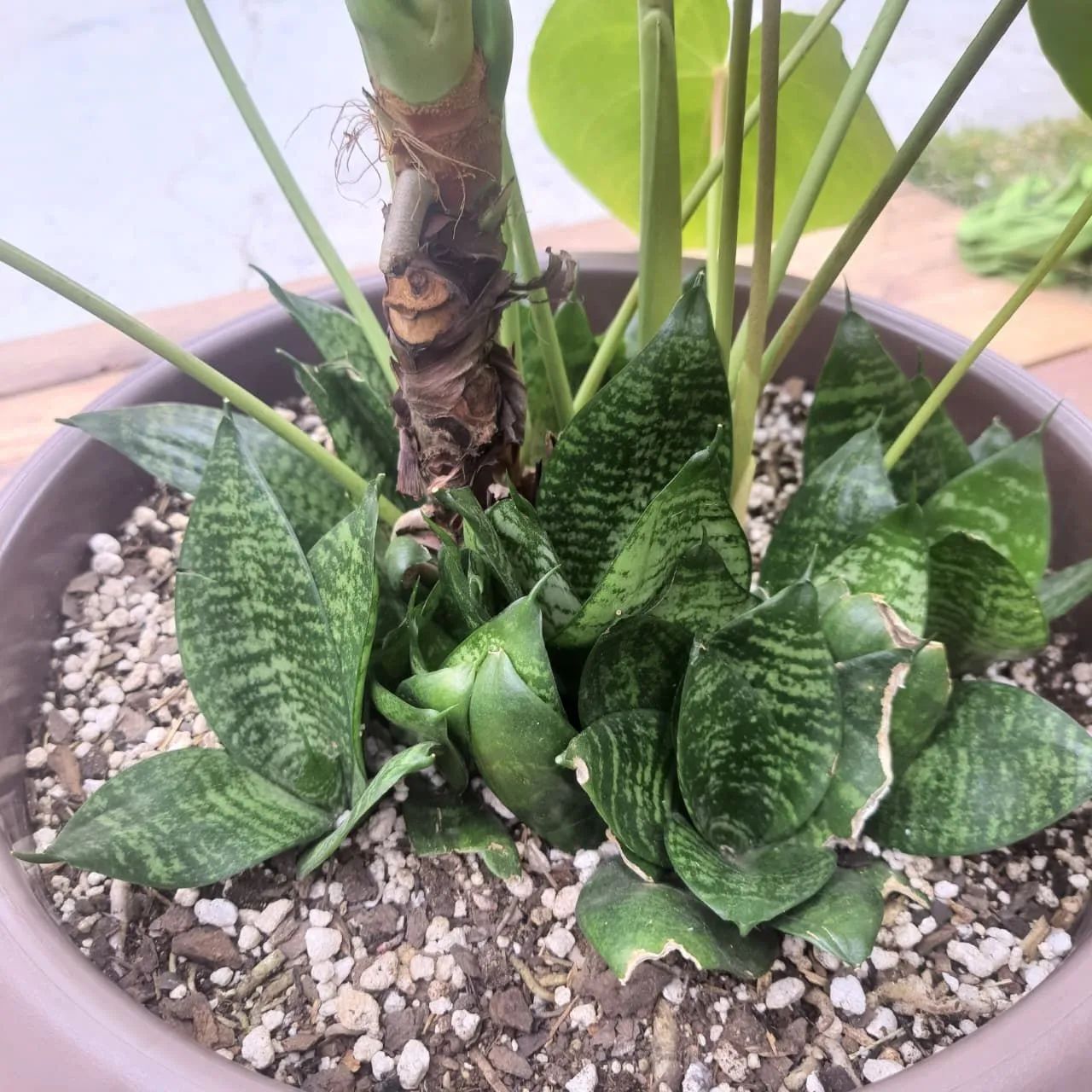 Planta Anturio com Mini espada de São Jorge - Foto 3