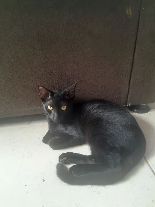 Gatinho preto para doaçao