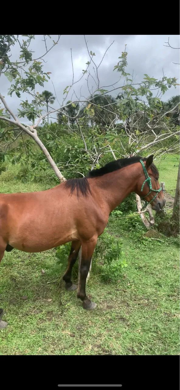 Vendo cavalo top  - Foto 3