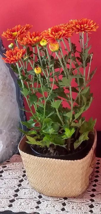 Orquídeas Antúrios lírios Crisântemos  - Foto 4