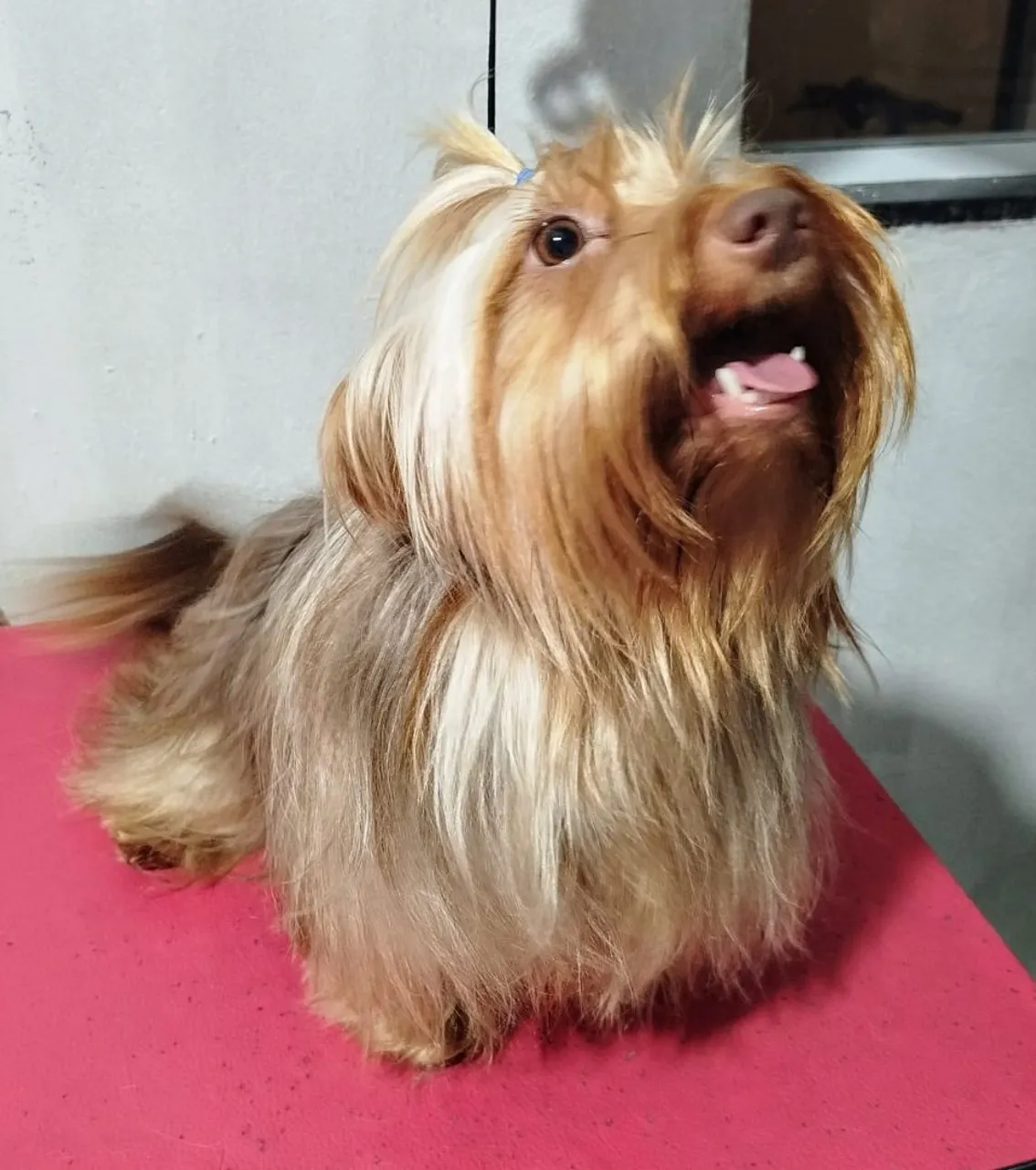 Yorkshire chocotan macho 1 ano somente 1400,00