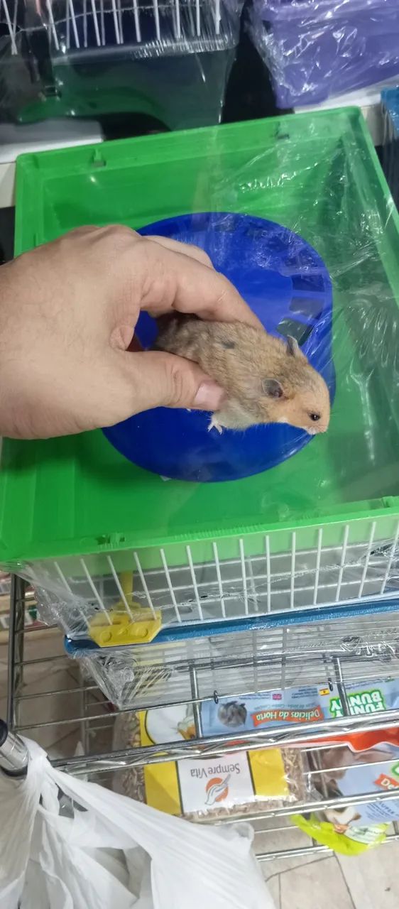 Hamster + Gaiola , fazemos entregas! - Foto 2