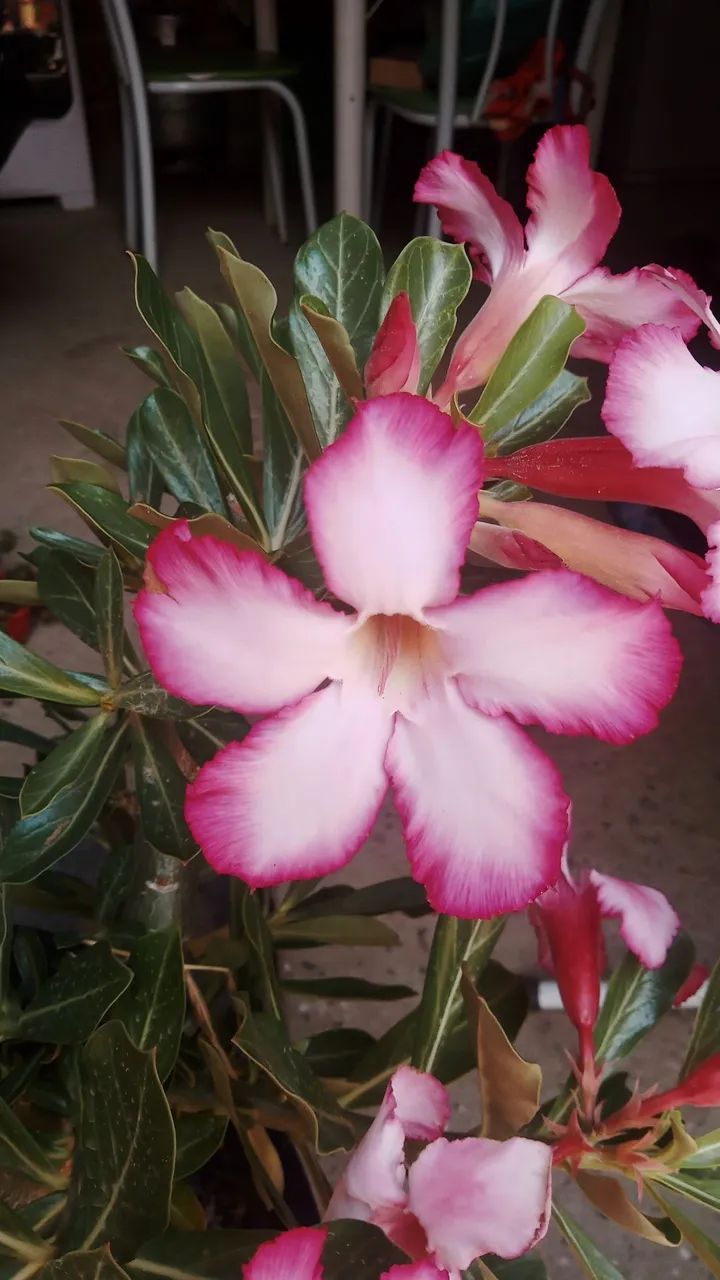 Planta ornamental  - Foto 2