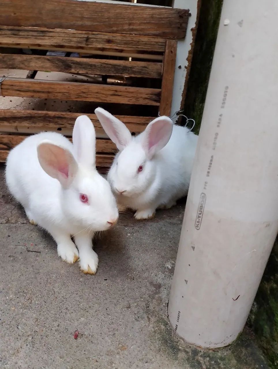 Hamuster filhote 2 meses e meio 30 dois50,casal coelho Teddy anão 4 meses 150. - Foto 2