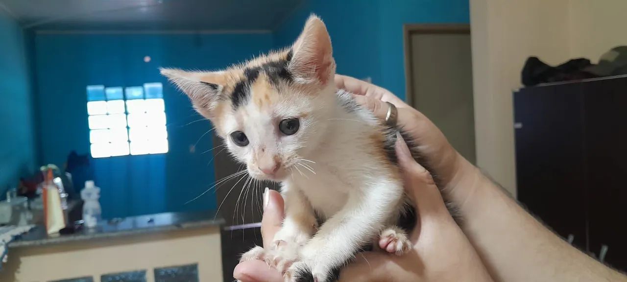 Adoção responsável 