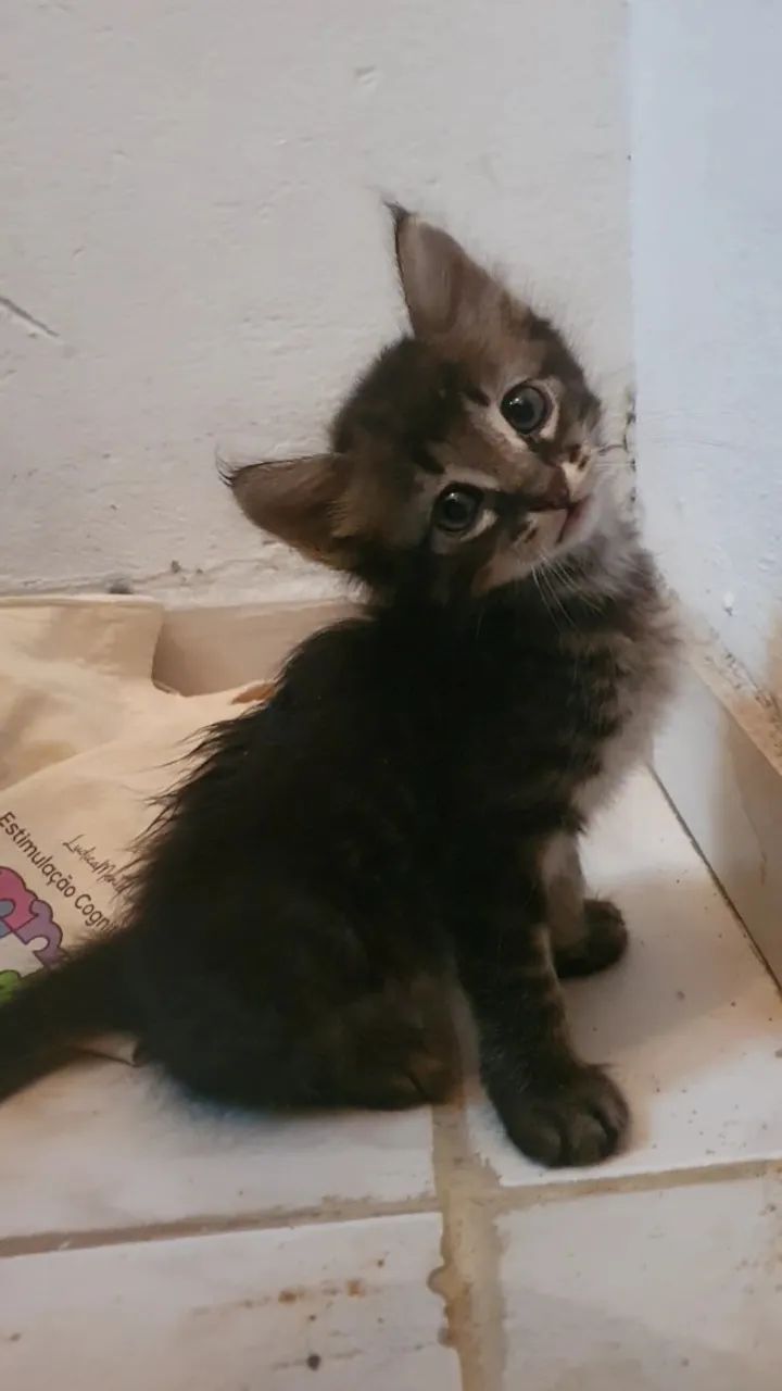 Gatinhos para adoção conjunta - Foto 5