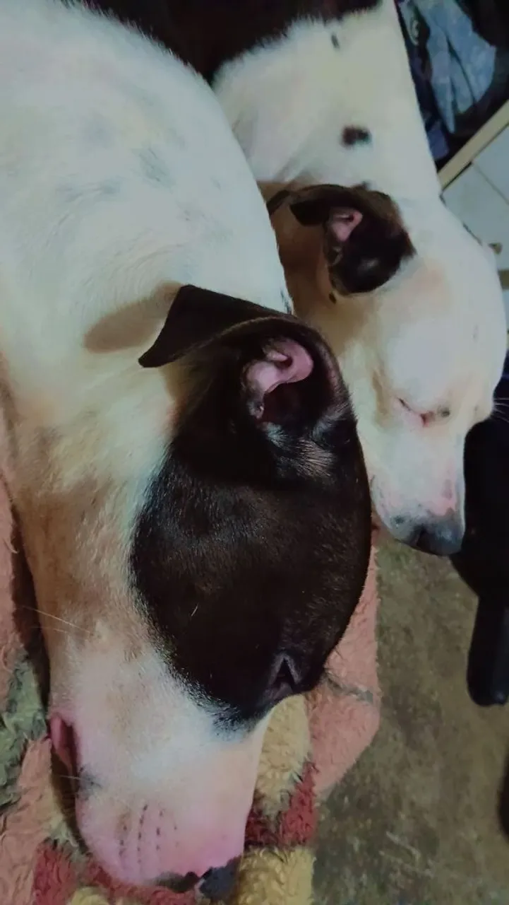 Pitbull