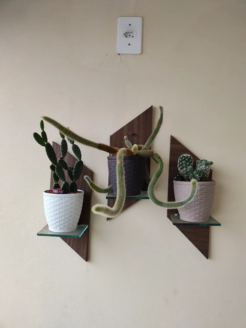 Cactos e Plantas em Vasos Decorativos para Casa