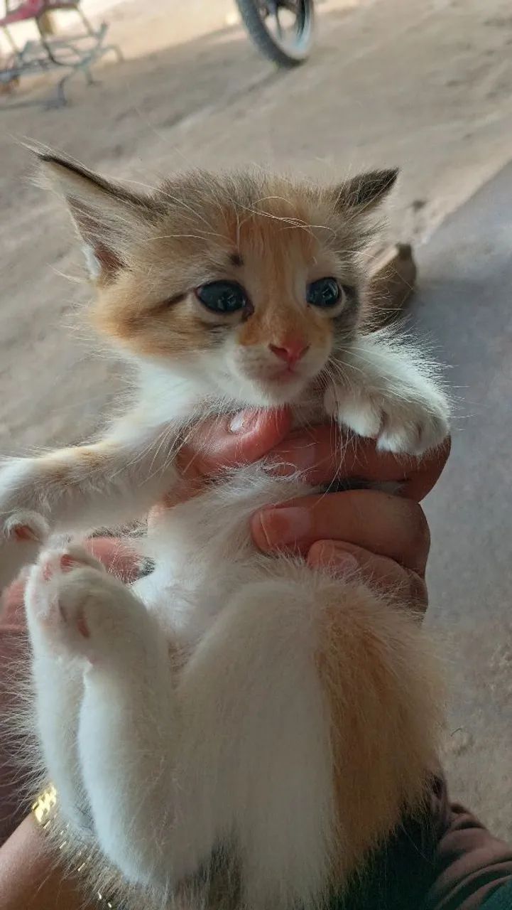 Gatinhas para adoção fêmeas  - Foto 2