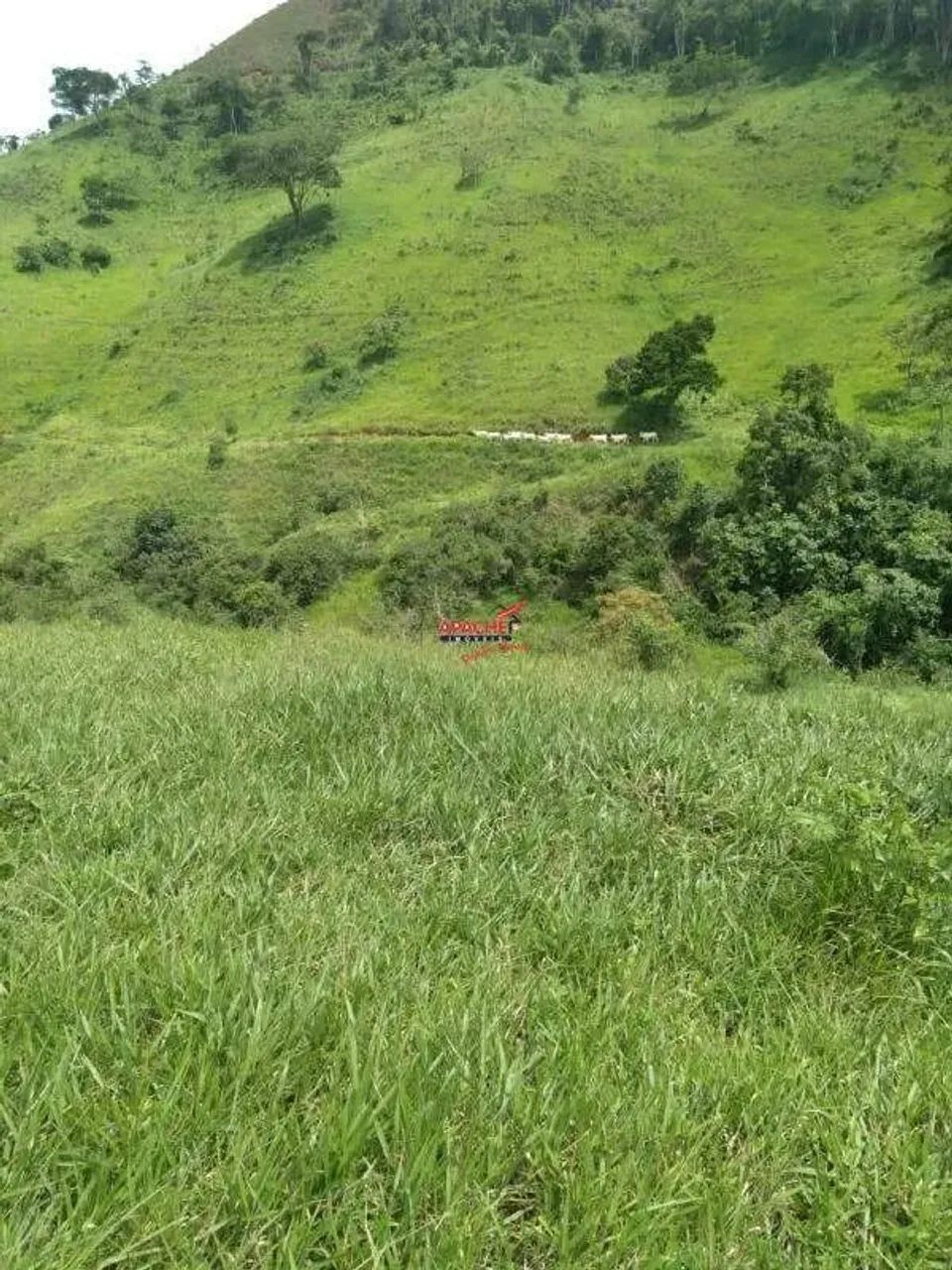 Fazenda com 108 hectares a venda em Barra Longa - Foto 3