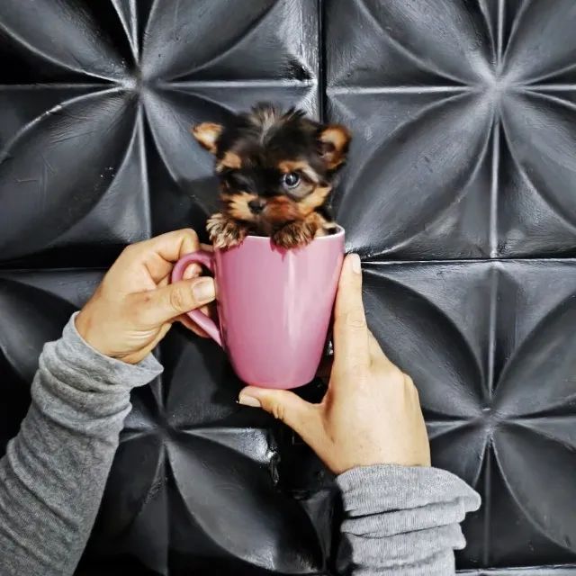 Linda yorkshire fêmea