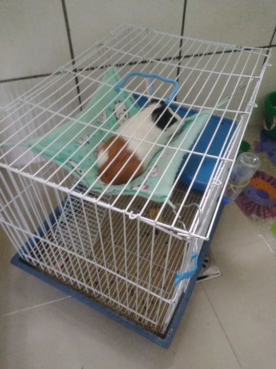 Porquinho da índia  - Foto 2