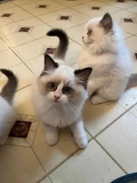 Ninhadas selecionadas e de alto padrão - Rgadoll - Foto 2