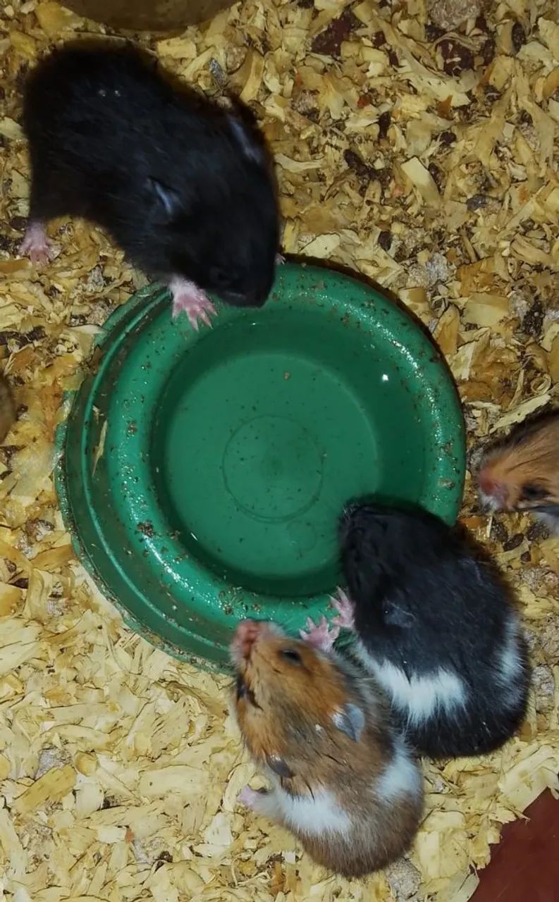 Hamster sirio64842117825538124