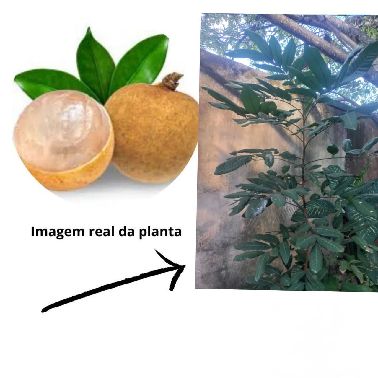 Longan árvore frutífera com 1,5m  está no vaso retirar em sobradinho  - Foto 4