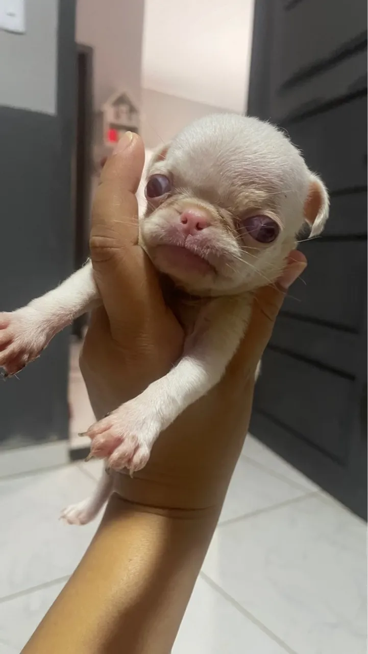 Filhote de Pug Branco - Uma fofura!