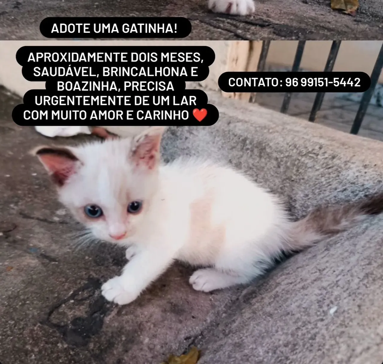 Adote uma gatinha!