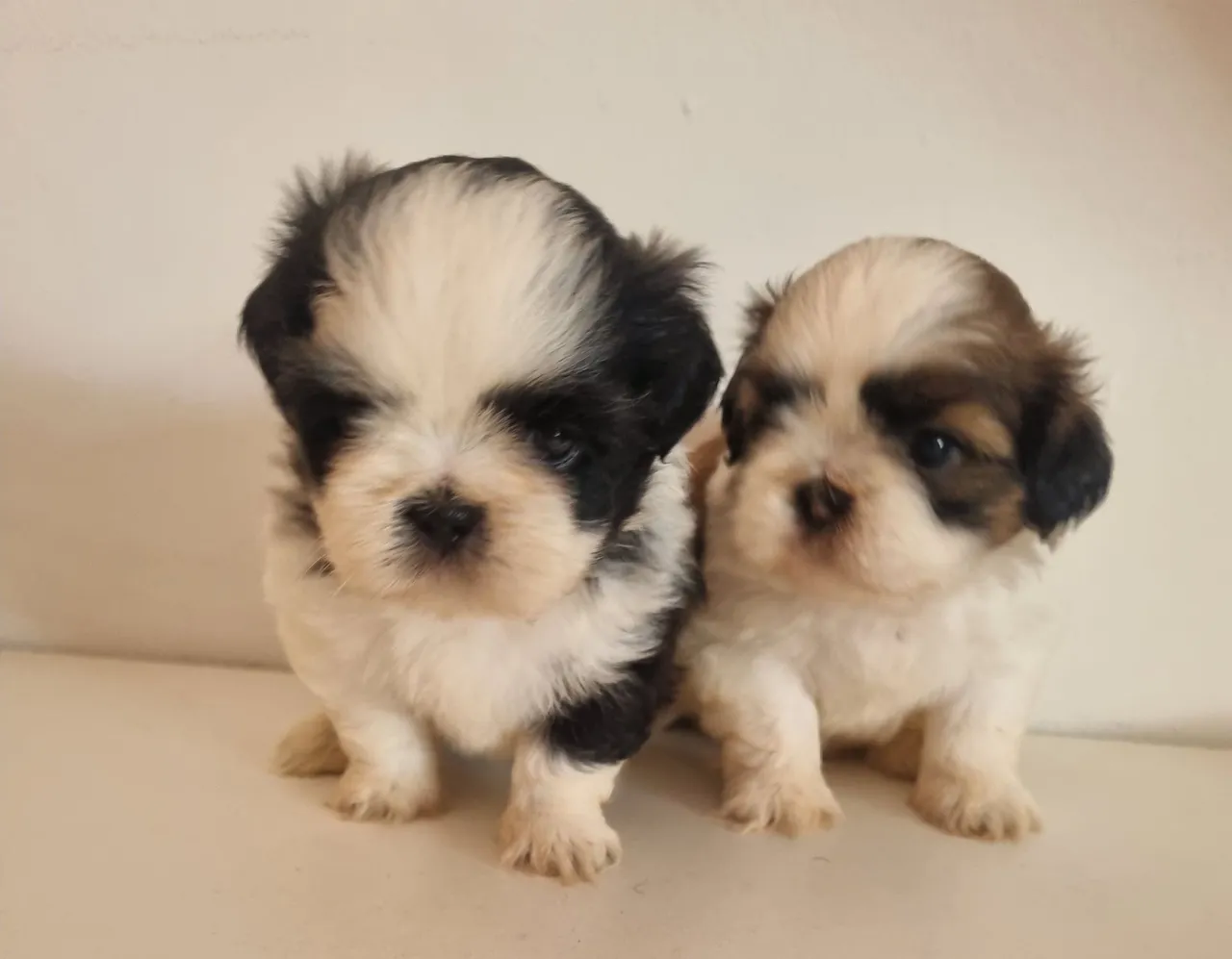 Filhotes Shih Tzu (FÊMEAS) 