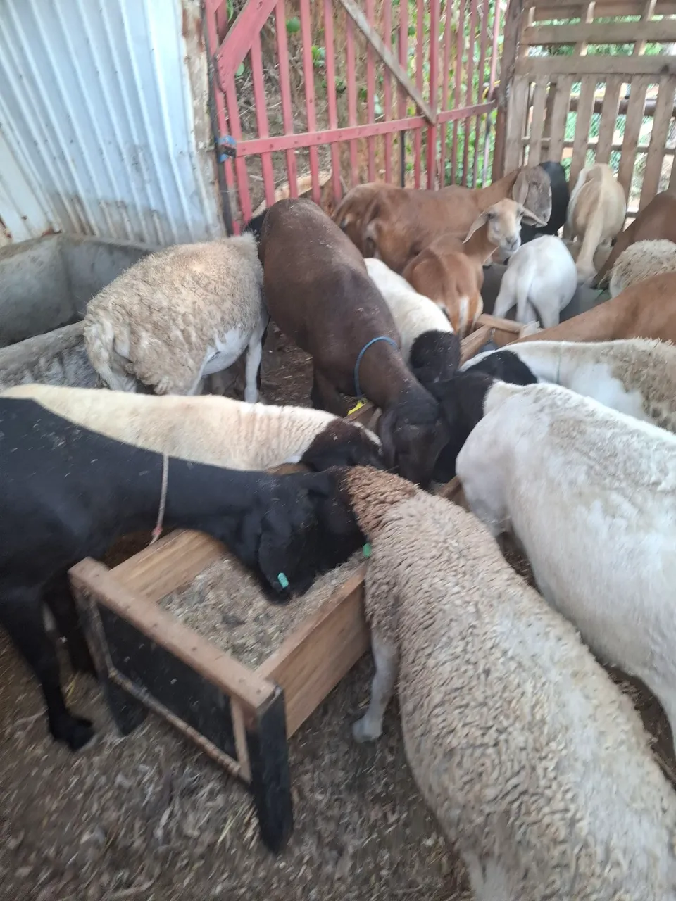 Cabras e ovelhas saudáveis para venda